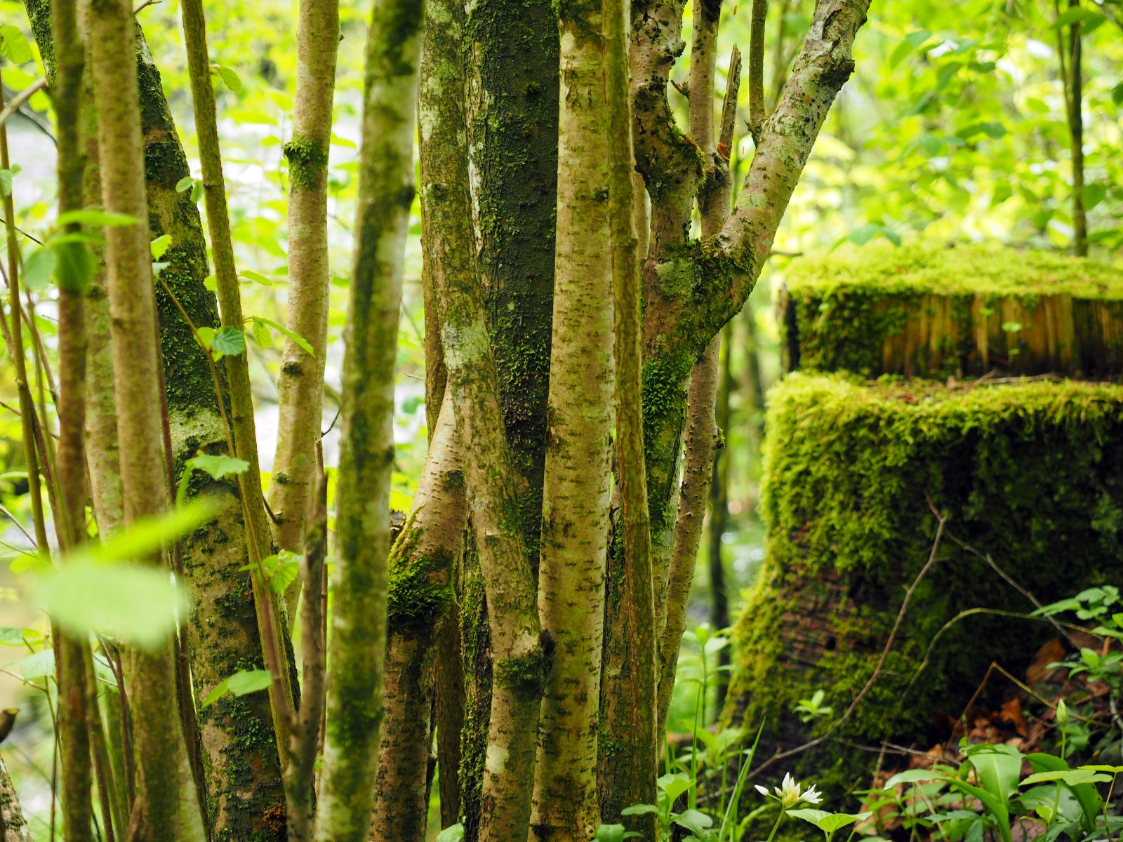 Rita Reichlin - Vor-lauterBaeumen-den-Wald-nicht-sehen