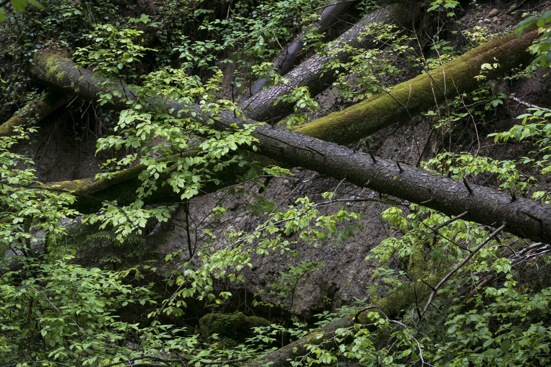 Silvia Haenni - Naturgewalt