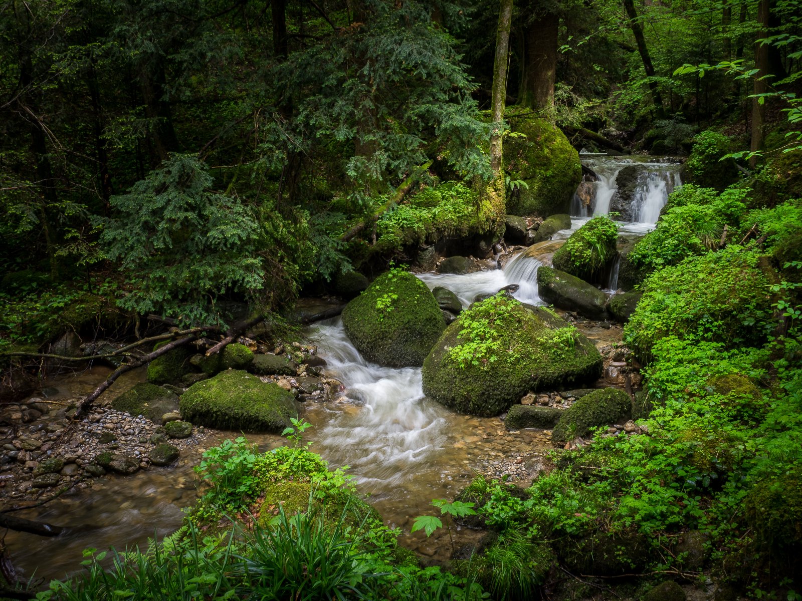 Martin Stepka - Natur-Pur