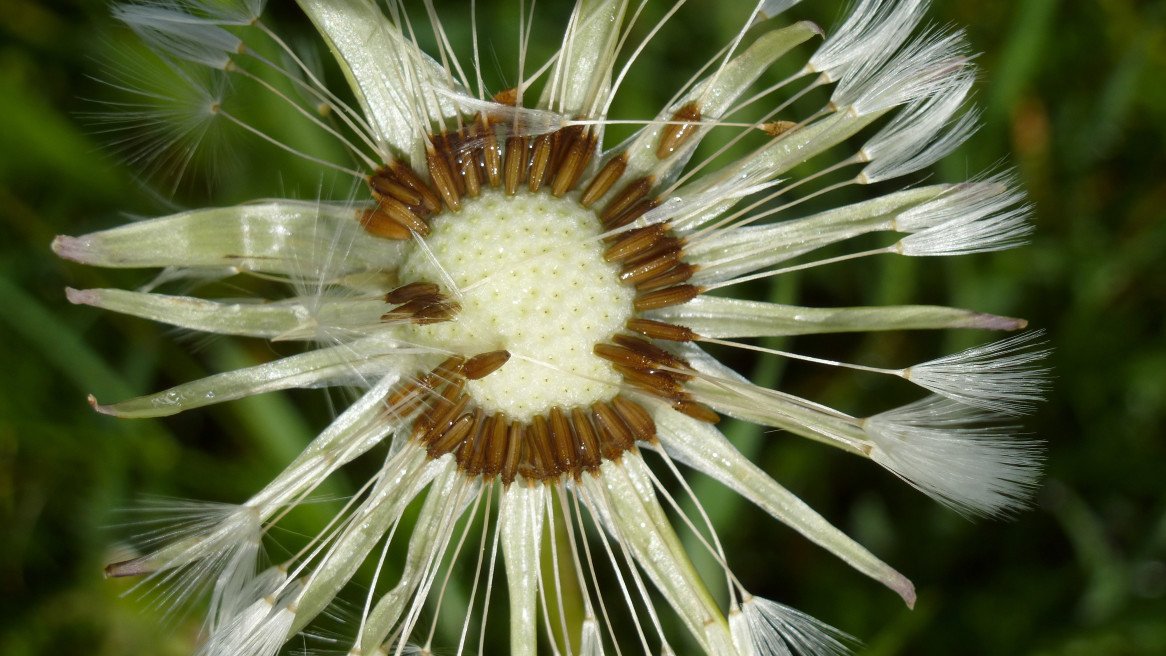 peter warth - natur-pur