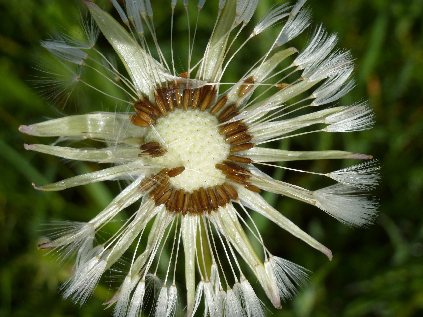 peter warth - natur-pur