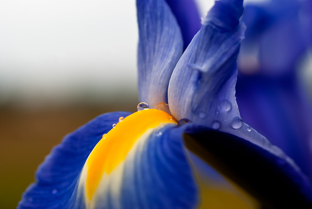 02 Blumen