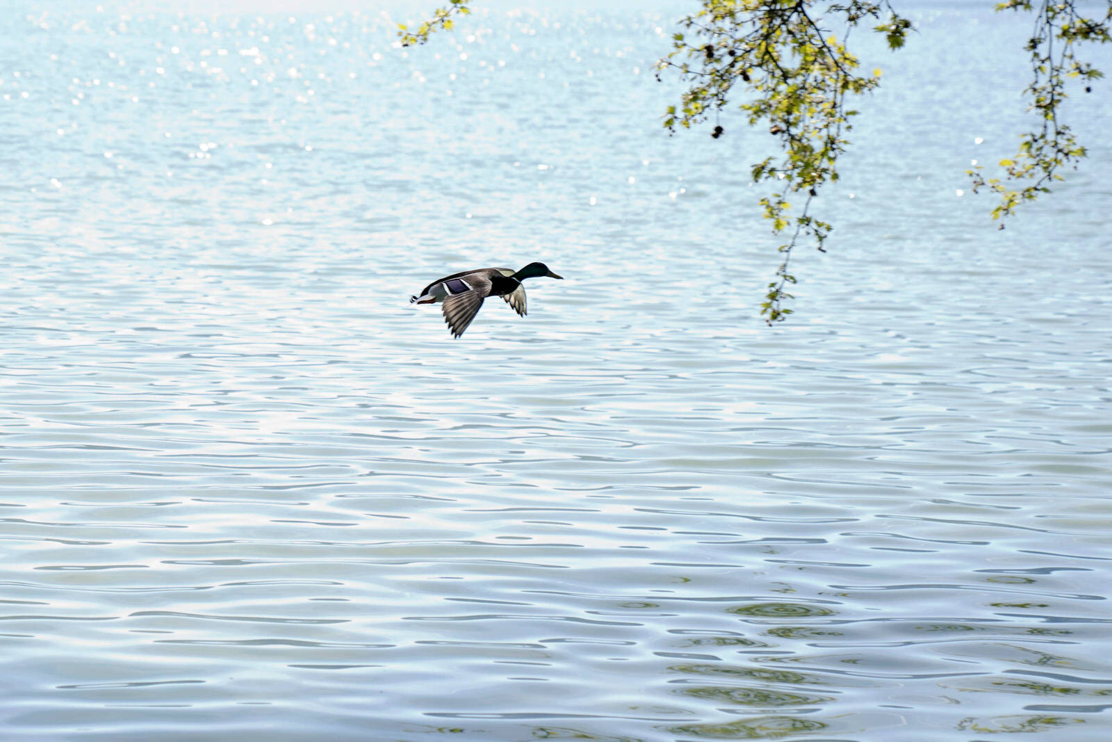 06 Über dem Wasser