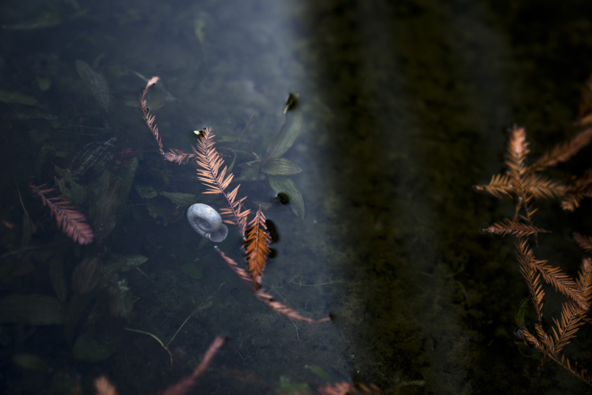 07 Leben im Wasser