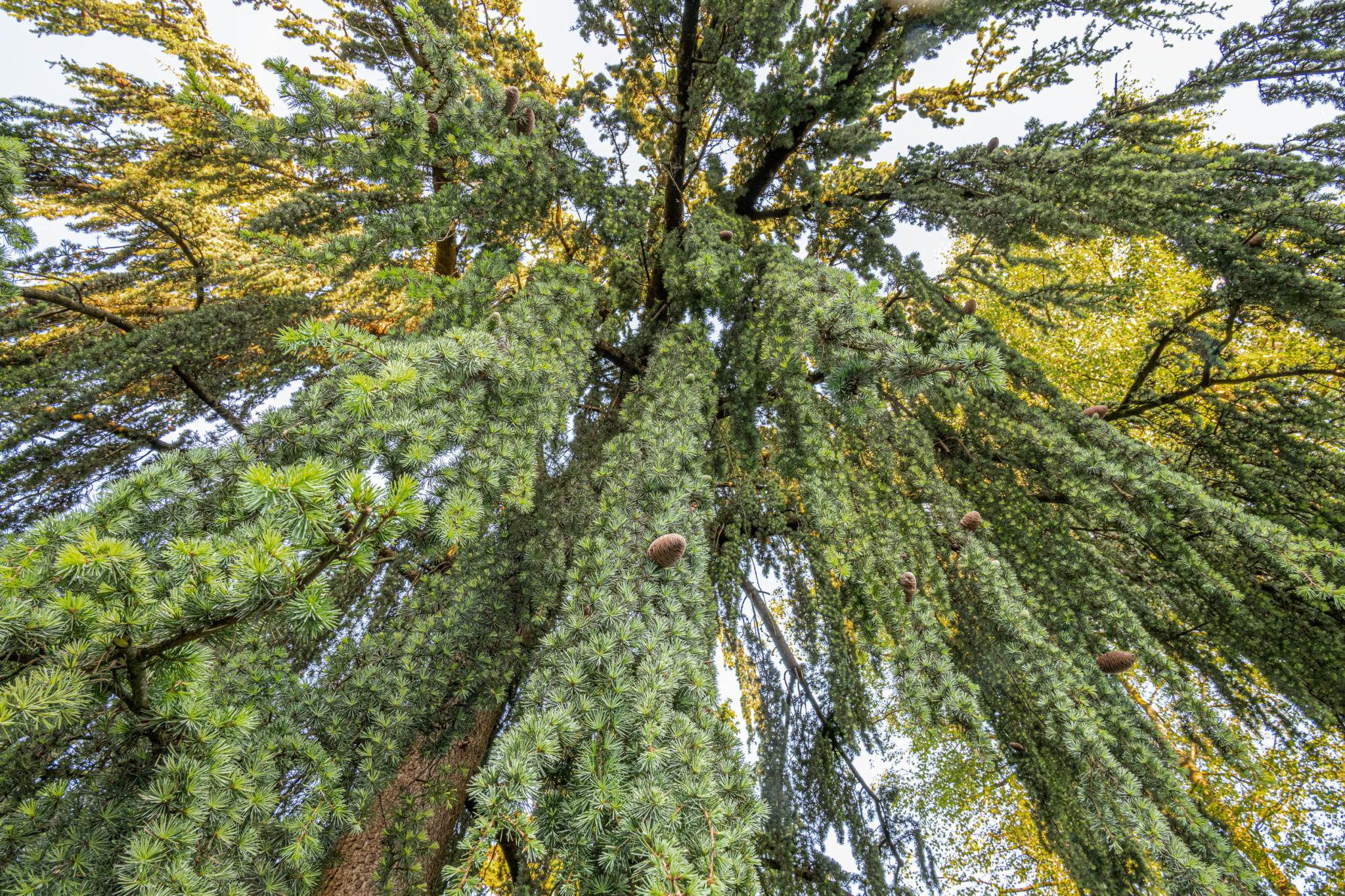 05 Baum / Baumgruppe